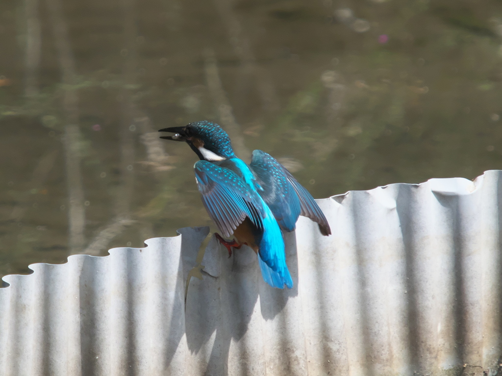 エビ獲れたよ 32-2（黒い若雄）