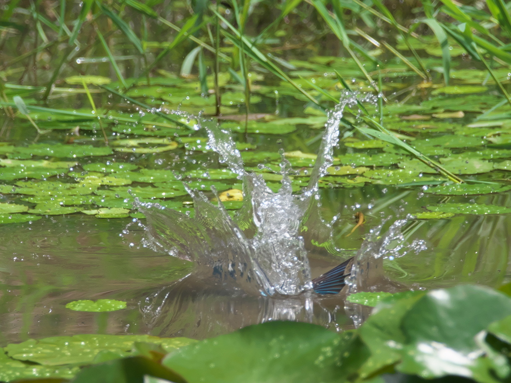 飛び込みシーケンス 15-3（父親）