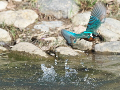 浮上 474-1（父親）