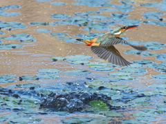 浮上 469（嫁候補脱落？娘？）