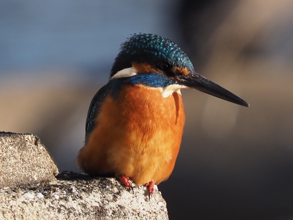 バス降りたらいきなり初対面