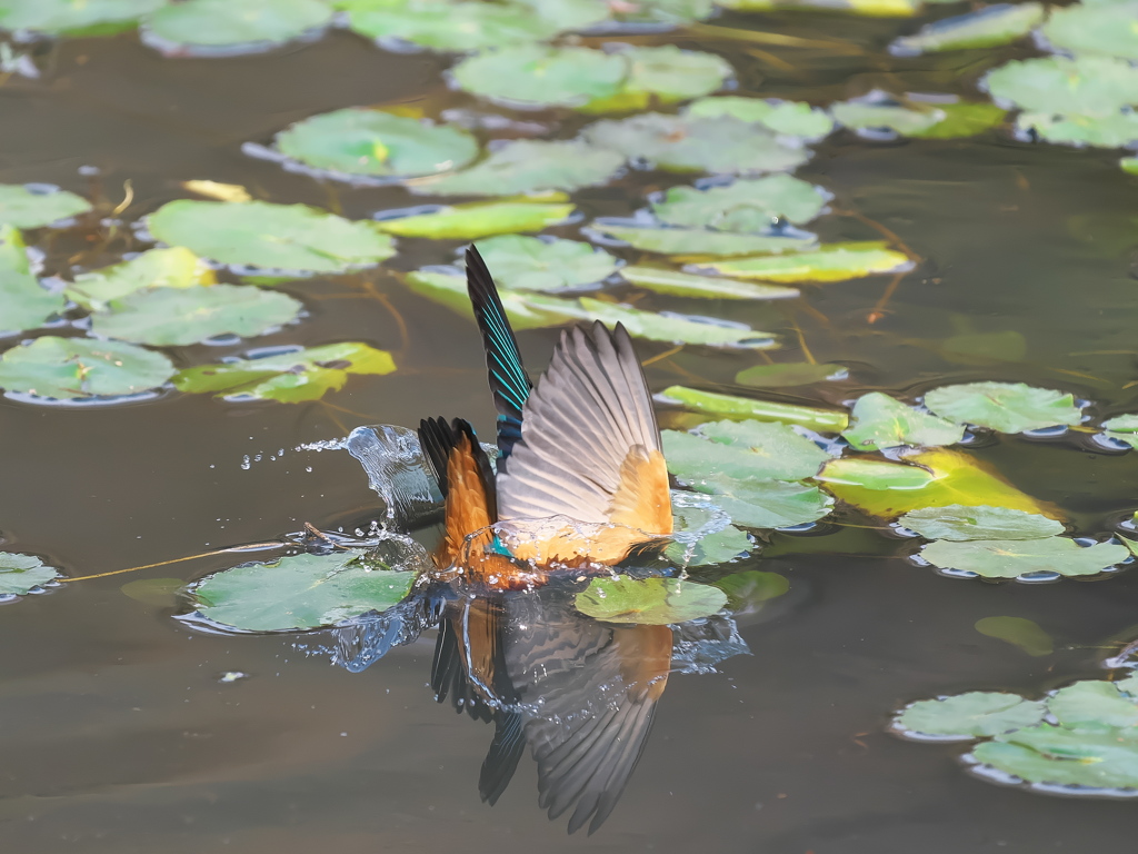 飛び込みシーケンス 38-1