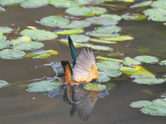 飛び込みシーケンス 38-1