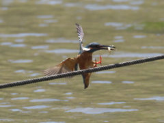 お魚獲れたよ 28