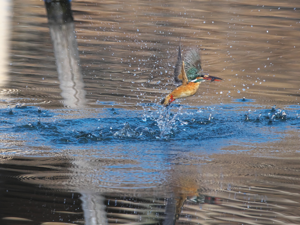 浮上 411（嫁候補）