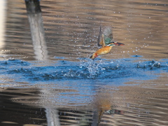 浮上 411（嫁候補）