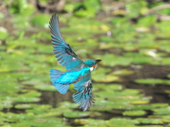 華麗なるターン 11-1