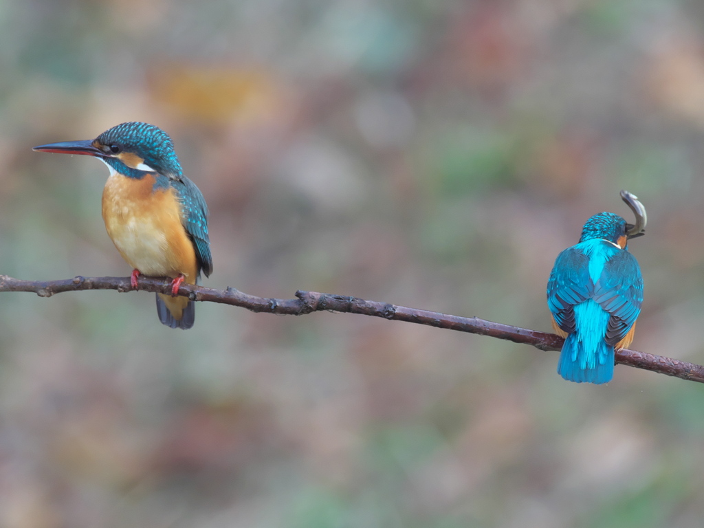 止り木 97（嫁候補と父親）