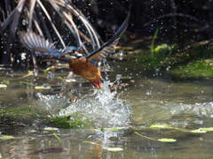 浮上 451-2（父親）