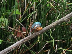 お魚採れたよ 6-2