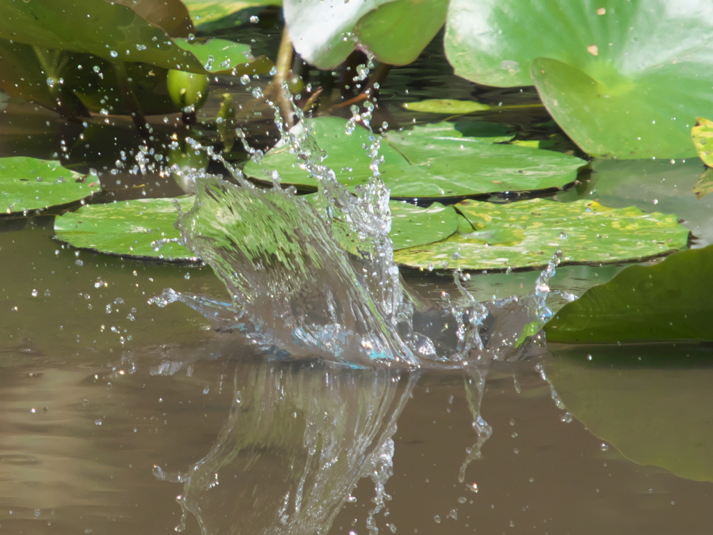 飛び込みシーケンス 12-3（父親）