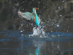 浮上 269-2（嫁候補）