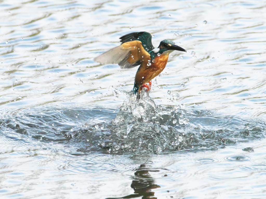 浮上 483-2（父親）