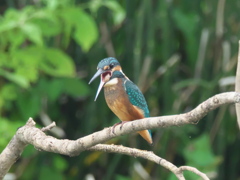 ペレット吐き出し 1-2（雛）