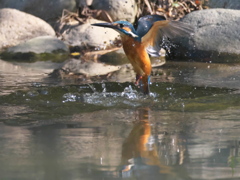 浮上 173-1（父親）