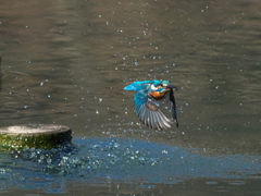 浮上 363-2（父親）