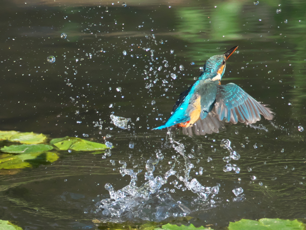 浮上 171（嫁候補）