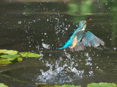 浮上 171（嫁候補）