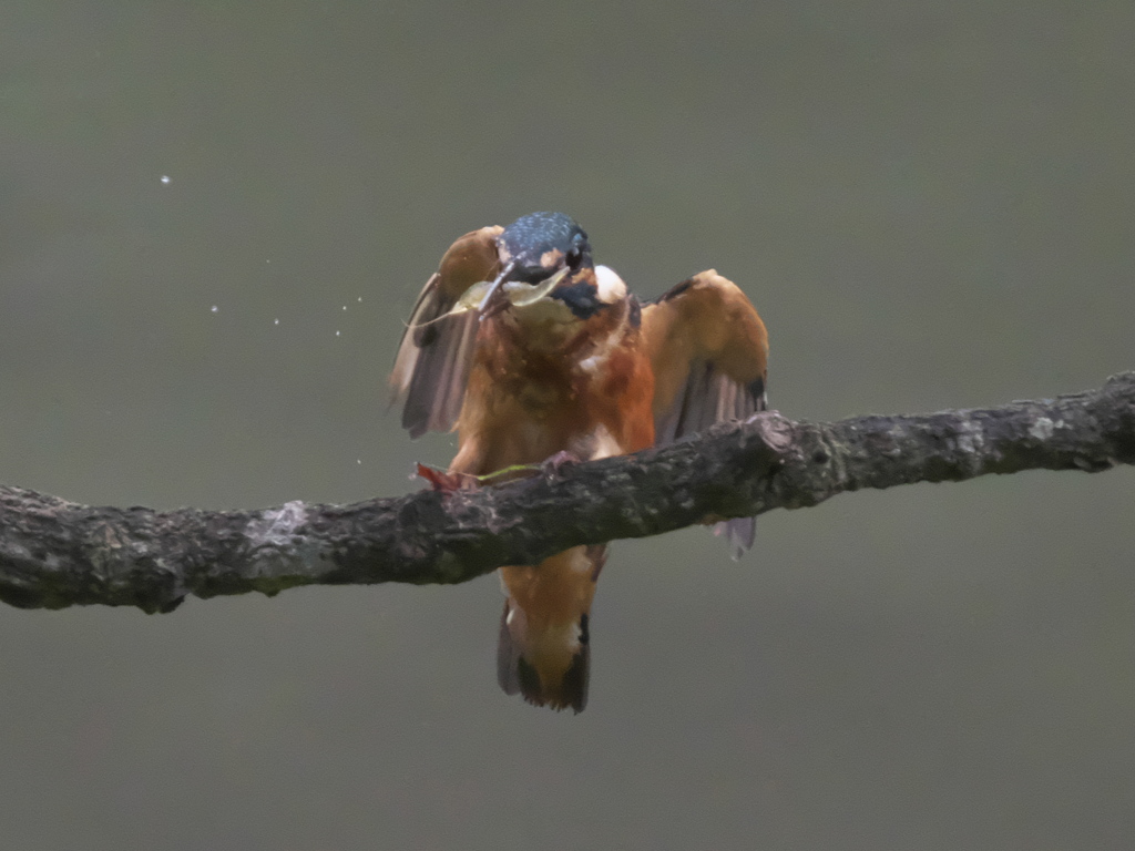 エビ獲れたよ 31（父親）