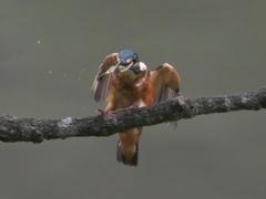 エビ獲れたよ 31（父親）