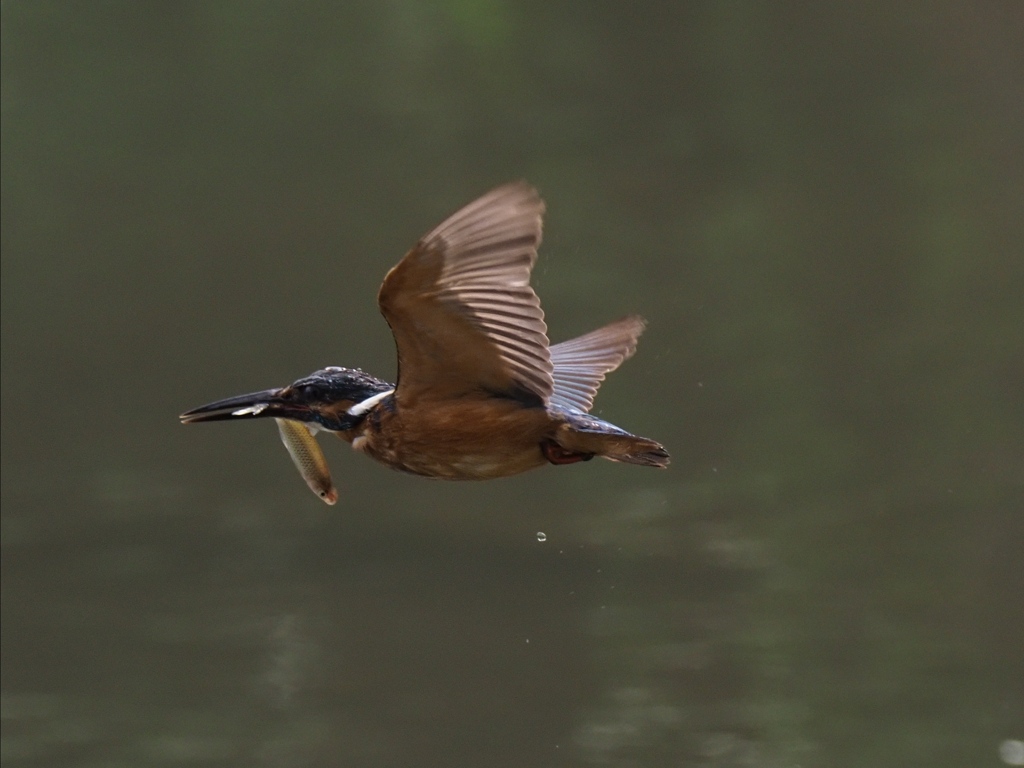 お魚採れたよ 13-5
