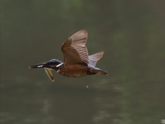 お魚採れたよ 13-5