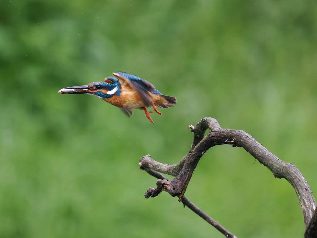 お持ち帰り 34-3
