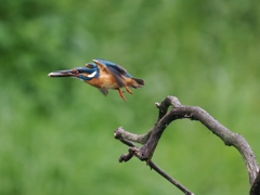 お持ち帰り 34-3