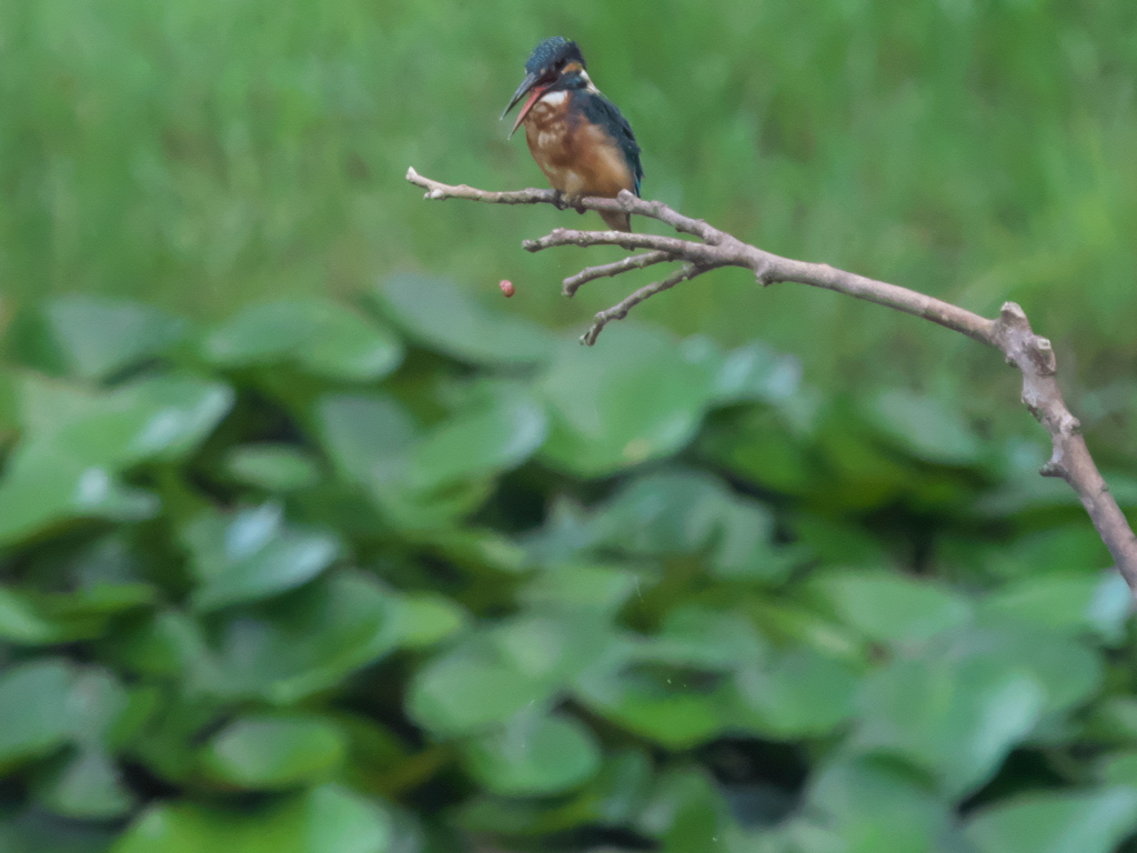 ペリット吐き出し 4-2
