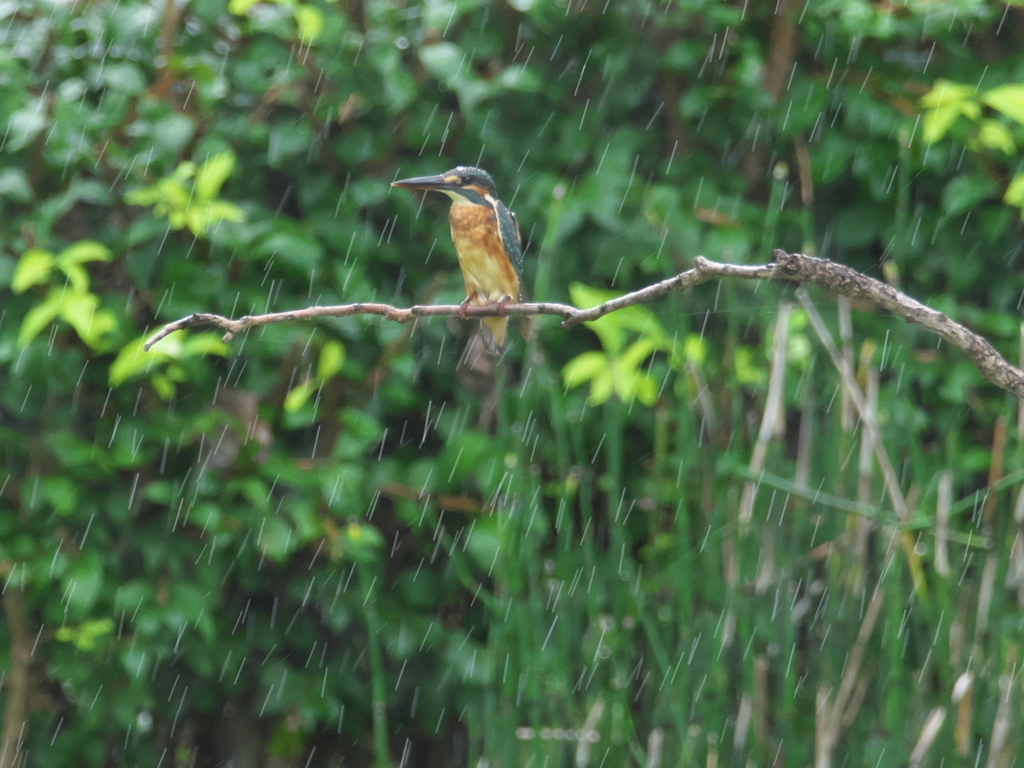 止り木（突然の豪雨の中で） 262