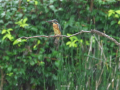 止り木（突然の豪雨の中で） 262