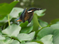 浮上 37-2（雛 エビ獲れたよ）