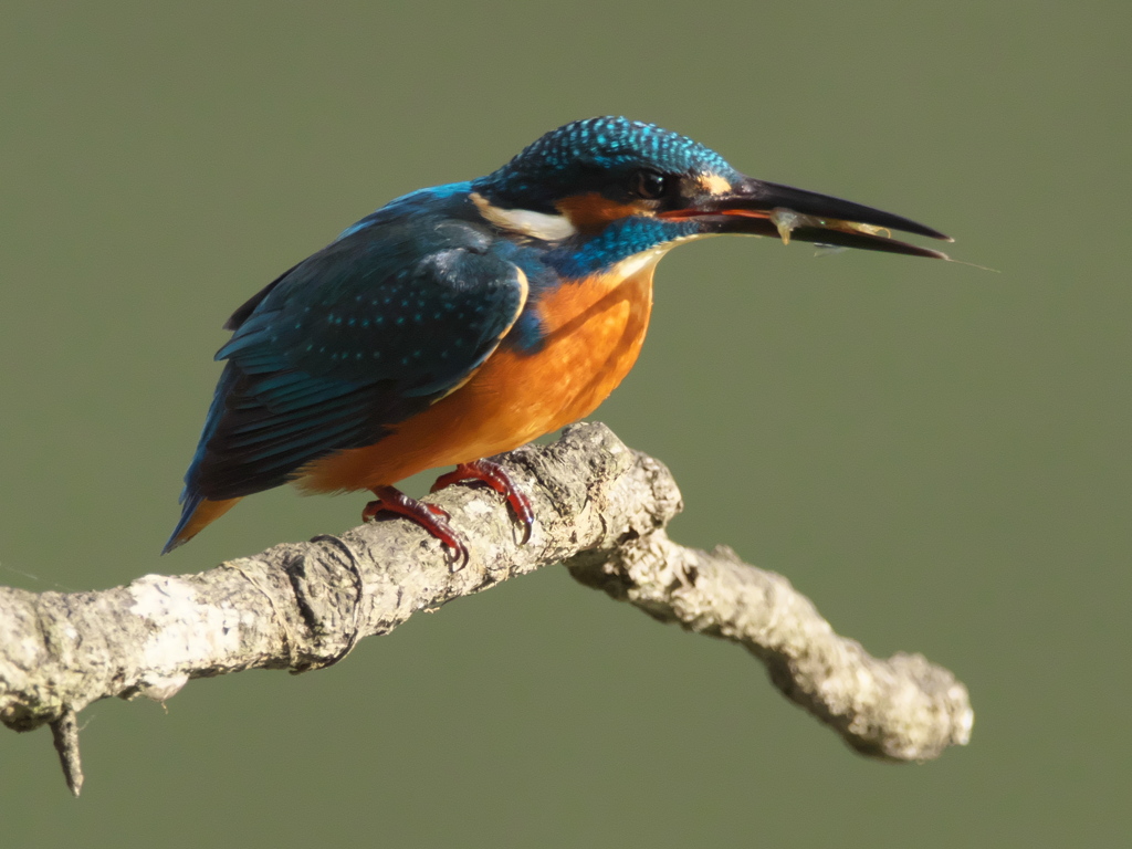 止り木 62（父親）