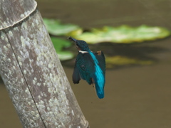 浮上 53-4（子 エビ獲れたよ）