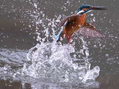 浮上 446-2（父親）