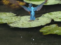 飛び込みシーケンス 2-8