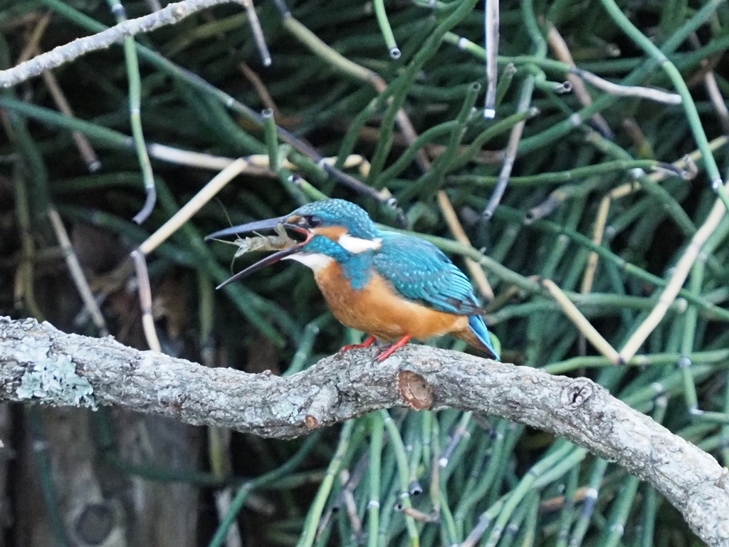 朝ごはん（エビ すぐに呑み込めない）