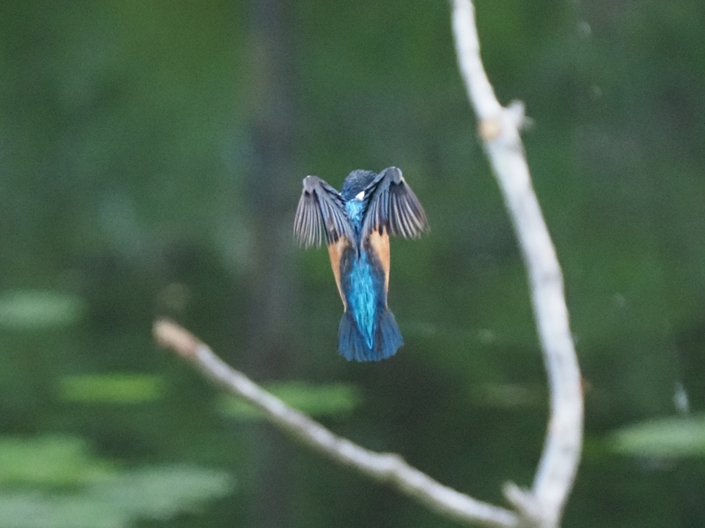 ホバ 2-3(とまり木の向こう側で)