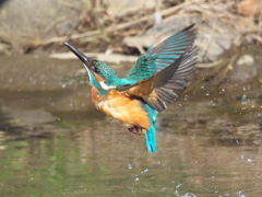 水浴び 8（父親）