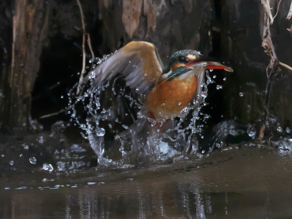 浮上 229（嫁候補）