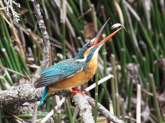 止り木 169（嫁候補）