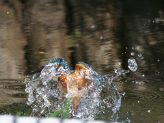 浮上 456-1（父親）