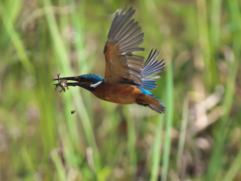 ザリガニ獲れたよ 26-2