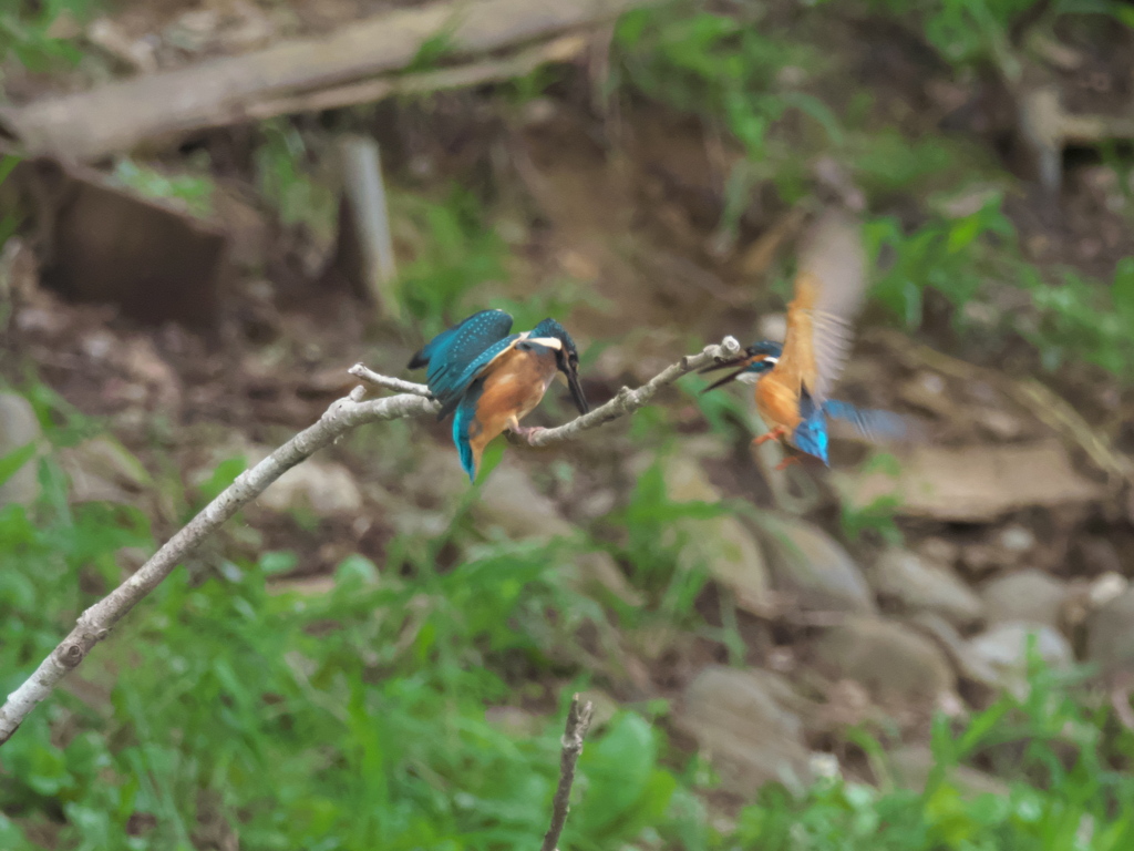 親子 2-4（お魚自分で取れるんだろう！）