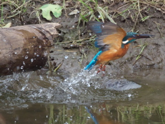 浮上 105-2（父親）