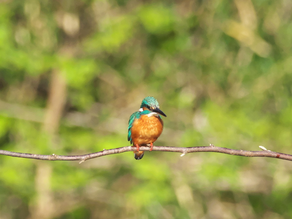 止り木 193（Boy）