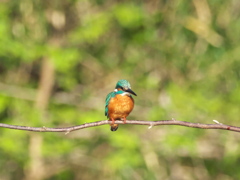 止り木 193（Boy）