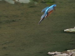 飛び込みシーケンス 1-1