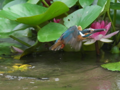 浮上 46-2（父親 エビ獲れたよ）