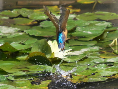 飛び込みシーケンス 9-3（父親）